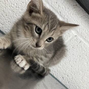 Domestic Short Hair Cats Available for Adoption in Edinburg, Texas - Kenneth | PetCurious