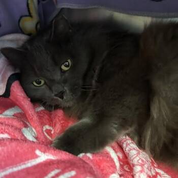 Domestic Medium Hair Cats Available for Adoption - Rivers | PetCurious
