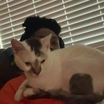 Domestic Short Hair Cats Available for Adoption in Houston, Texas - Gibby | PetCurious
