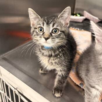 Keegan -  Domestic Short Hair Cat for Adoption in Marshall, Virginia - Keegan | PetCurious