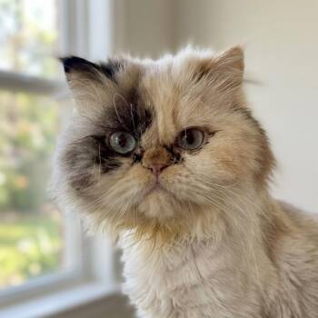Persian Cats Available for Adoption in Oakwood, Georgia - FOONGI - GORGEOUS PERSIAN PRINCESS! | PetCurious