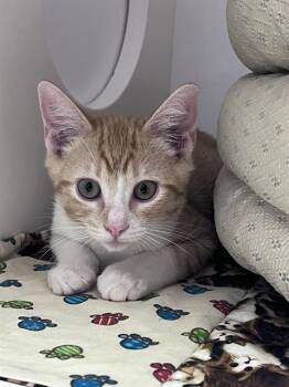 Rescue Domestic Short Hair Cats for Adoption in Sugar Land, Texas - CODY | PetCurious