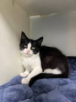 Rescue Domestic Short Hair Cats for Adoption in Cumming, Georgia - Fruit Punch 1035-25 | PetCurious