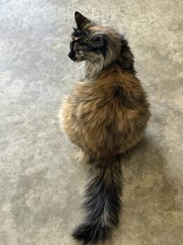 Tortoiseshell Cats Available for Adoption in Marble Falls, Texas - Natasha | PetCurious