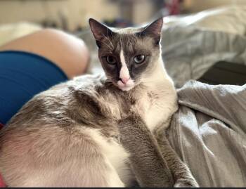 Rescue Domestic Short Hair Cats for Adoption in Parma Heights, Ohio - Winter | PetCurious