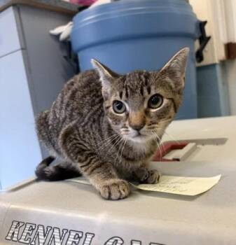 Samuel -  Domestic Short Hair Cat for Adoption in Ogdensburg, New York - Samuel | PetCurious