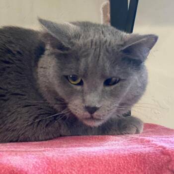 Diletta -  Domestic Short Hair Cat for Adoption in Tucson, Arizona - Diletta | PetCurious