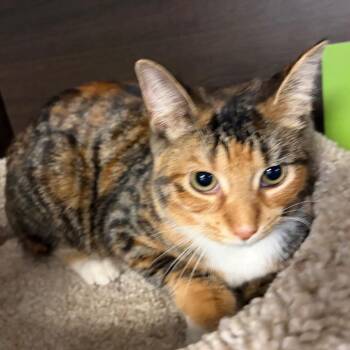 Kendall -  Domestic Short Hair Cat for Adoption in Buffalo, New York - Kendall | PetCurious