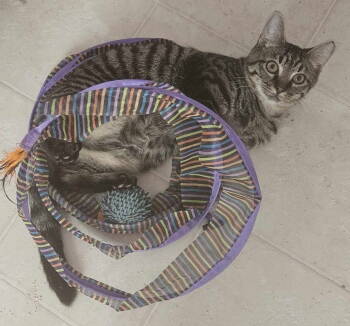 Rescue Domestic Short Hair Cats for Adoption in Camden, South Carolina - CD (Available For Pre-adoption) | PetCurious