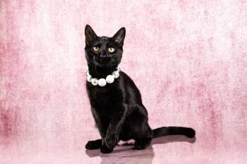 Queen -  Bombay and Domestic Short Hair Cat for Adoption in Tuscaloosa, Alabama - Queen | PetCurious