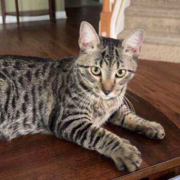 Rocky -  Domestic Short Hair Cat for Adoption in Tampa, Florida - Rocky | PetCurious