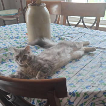 Rescue Domestic Medium Hair Cats for Adoption - Spunkey | PetCurious