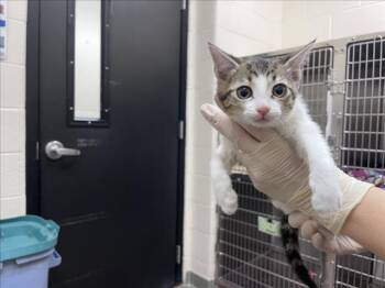 Domestic Short Hair Cats Available for Adoption in Santa Fe, New Mexico - HELENA | PetCurious