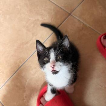 Domestic Short Hair Cats Available for Adoption in Houston, Texas - Rigel | PetCurious