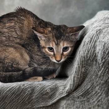 Rescue Domestic Short Hair Cats for Adoption in Midland, Texas - Jill | PetCurious