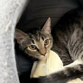 Domestic Short Hair Cats Available for Adoption in State College, Pennsylvania - Barbara | PetCurious