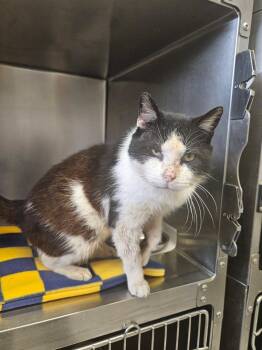 Domestic Short Hair Cats Available for Adoption in Ontario, Ohio - Fred | PetCurious