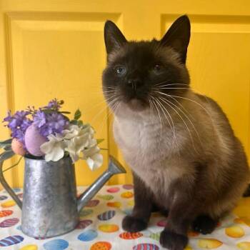 Siamese Cats Available for Adoption in Drumheller, Alberta - Ash | PetCurious