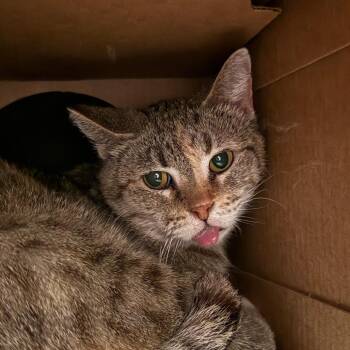 Domestic Short Hair Cats Available for Adoption in Saint Charles, Missouri - Lottie | PetCurious