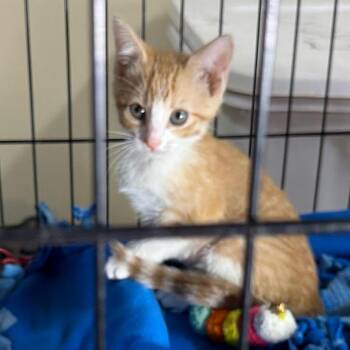 Domestic Short Hair Cats Available for Adoption in Hernando, Mississippi - Lexi | PetCurious
