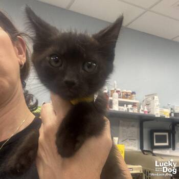 Domestic Short Hair Cats Available for Adoption in Washington, District Of Columbia - Dew | PetCurious