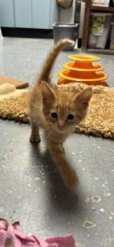 Rescue American Shorthair Cats for Adoption in Perry, Georgia - Henry | PetCurious