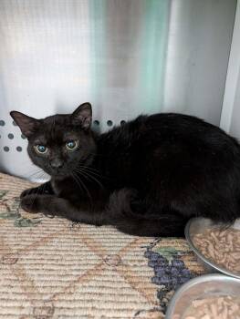 Domestic Short Hair Cats Available for Adoption - Freddy - Not At Shelter (Debra) | PetCurious
