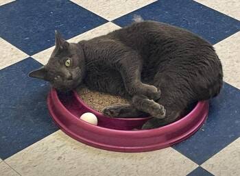 DAMON -  Domestic Short Hair Cat for Adoption in Muskegon, Michigan - DAMON | PetCurious