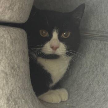 Domestic Short Hair Cats Available for Adoption - Piper | PetCurious