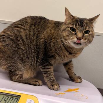Agustus -  Domestic Short Hair Cat for Adoption in Tampa, Florida - Agustus | PetCurious