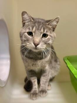 Rescue Domestic Short Hair Cats for Adoption in Menomonie, Wisconsin - Slushie | PetCurious