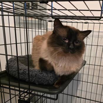 Jeff -  Ragdoll Cat for Adoption in Fort Worth, Texas - Jeff | PetCurious