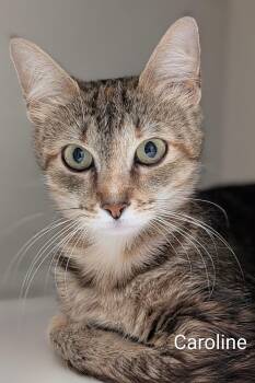 Caroline -  Domestic Short Hair Cat for Adoption in Flint, Michigan - Caroline | PetCurious