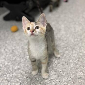 Singer - Machine kitten 1 -  Domestic Short Hair Cat for Adoption in Enfield, New Hampshire - Singer - Machine Kitten 1 | PetCurious