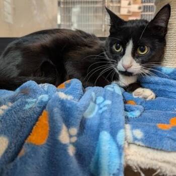 Superior -  Domestic Short Hair Cat for Adoption in Rochester, Minnesota - Superior | PetCurious