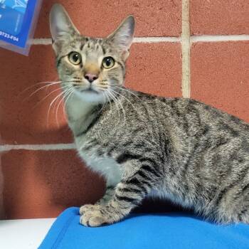 Rescue Domestic Short Hair Cats for Adoption in Cabot, Arkansas - (Found) Soos | PetCurious