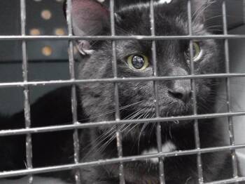 KANIKI -  Domestic Short Hair Cat Available for Adoption in Omaha, Nebraska - KANIKI | PetCurious