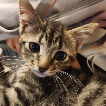 Rusty -  Domestic Short Hair and Tabby Cat for Adoption in Omaha, Nebraska - Rusty | PetCurious