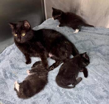 Betty -  Domestic Short Hair Cat for Adoption in Danielsville, Georgia - Betty | PetCurious
