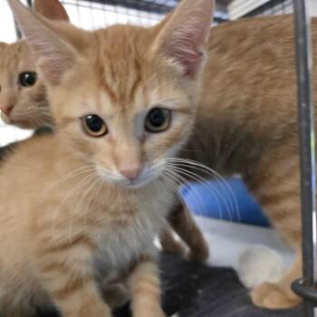 Featuring Ludacris -  Domestic Short Hair Cat for Adoption in Davenport, Iowa - Featuring Ludacris | PetCurious