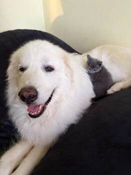 Thing 2 -  Domestic Short Hair Cat for Adoption in Columbus, Indiana - Thing 2 | PetCurious