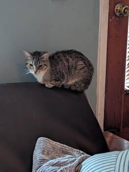Vier -  Domestic Short Hair Cat for Adoption - Vier | PetCurious