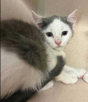 Tractor -  Domestic Short Hair Cat for Adoption in Bowling Green, Kentucky - Tractor | PetCurious