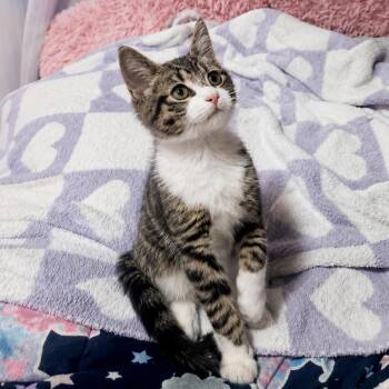 Annandale -  Domestic Short Hair Cat for Adoption in Richmond, Virginia - Annandale | PetCurious
