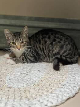 61944449 -  Domestic Short Hair Cat for Adoption in Elko, Nevada - 61944449 | PetCurious