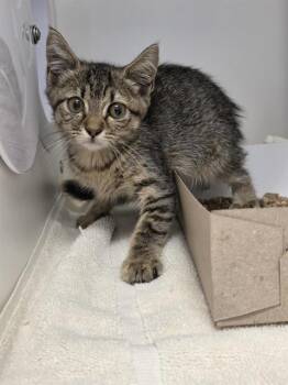 RUPERTA -  Domestic Short Hair Cat for Adoption in Indianapolis, Indiana - RUPERTA | PetCurious