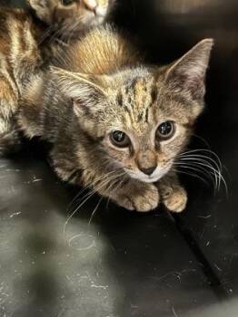 Daffy Duck -  Domestic Short Hair Cat for Adoption in Atlanta, Georgia - Daffy Duck | PetCurious