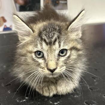Fluffy Girl -  Domestic Medium Hair Cat for Adoption in League City, Texas - Fluffy Girl | PetCurious
