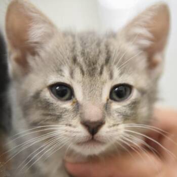 Domestic Short Hair Cats Available for Adoption in Redwood City, California - Pioneer | PetCurious