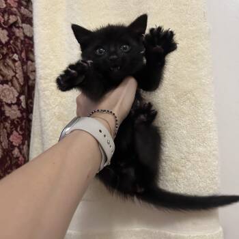 Rescue Domestic Short Hair and Bombay Cats for Adoption in Santa Monica, California - Luci | PetCurious